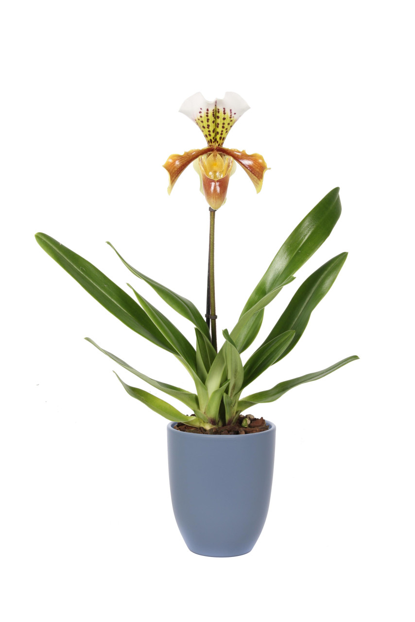 Pflanzen Frauenschuh Paphiopedilum H ca 50 cm 12 cm keramik Topf GLO685705215