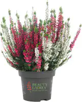 Calluna Garden Girls Twins 11 cm Topf