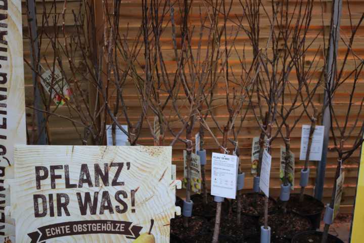 Pflanzen Obstbäume in Sorten 5 L Container GLO684801536