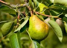 Birnenbaum Williams Christbirne 7,5 L Container