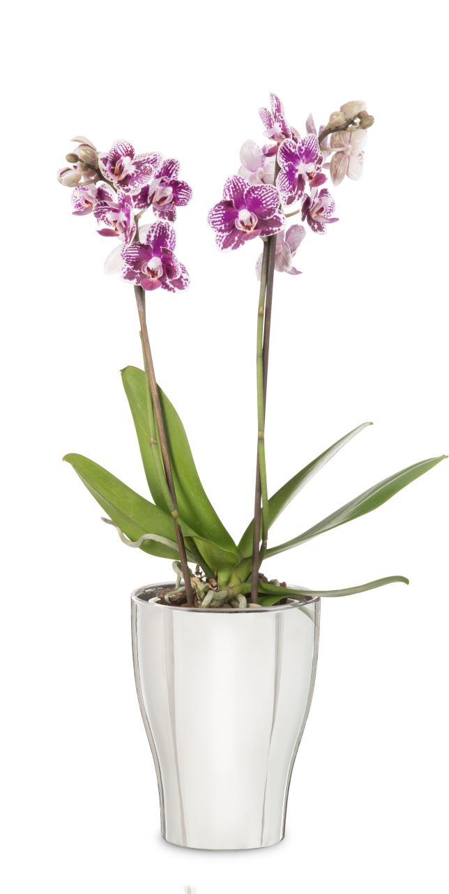 Scheurich Orchideentopf Serie 608 Mirror silver Ø 12 cm GLO692357124