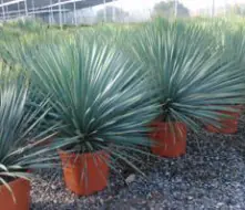Yucca Rostrata Palmlilie H 95 - 105 cm, 36 cm Topf