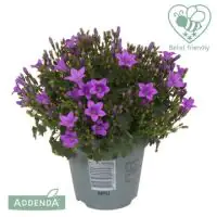 Glockenblume Blau 10,5 cm Topf