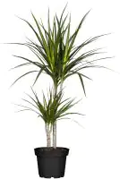 Drachenbaum Dracaena Marginata H ca. 75 cm 17 cm Topf