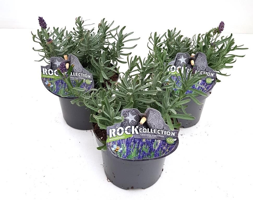 Pflanzen Lavendel Lavandula 13 cm Topf GLO684105932