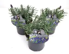 Lavendel Lavandula 13 cm Topf