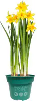 Zwiebelpflanzen im 9 cm Topf Narzissen Narcissus Tete a Tete