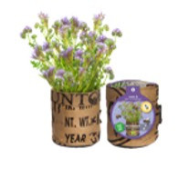 Baza Seeds Nützlingsblumen Nigelle