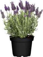 Olea Europaea Tarrina Olivenbaum H 140 - 160 cm, 70 cm Topf kaufen | Globus  Baumarkt