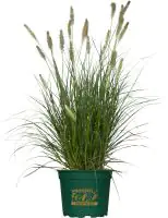 Lampenputzergras  Windspiel 17 cm Topf