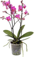 Phalaenopsis Multiflora Orchidee 12 cm Topf