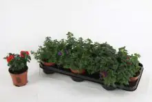 Beet- und Balkonpflanzen Eisenkraut Verbena hängend H 15 cm 10,5 cm Topf