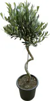 Olea europaea Spirale Olivenbaum 23 cm