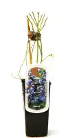 Obststrauch Heidelbeere H ca 45 cm 2 L Eckcontainer