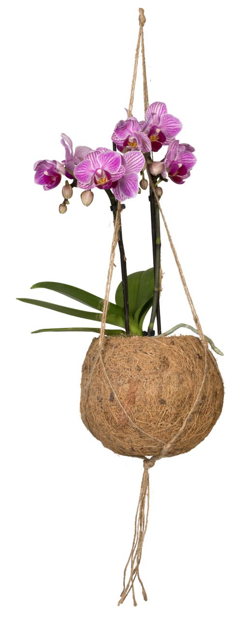 Pflanzen Kokodama Rosa Orchidee Phalaenopsis 2 Trieber H ca. 30 cm 12 cm Topf GLO685704605