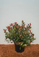 Glanzmispel 'Red Robin' 5 l Container, Heckenpflanze