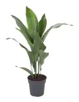 Schusterpalme Aspidistra Elatior H ca. 70 cm  17 cm Topf