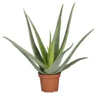 Aloe Vera H ca. 50 cm 15 cm Topf