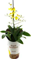 Orchideen exotische Sondersorten Mix 12 cm Topf