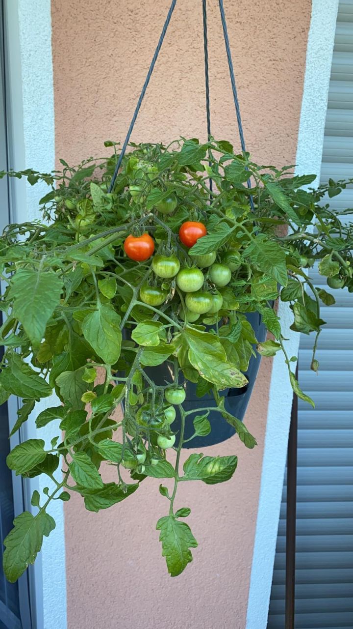 Pflanzen Gemüseampel Tomate 27 cm Topf mit Wasserspeicher GLO684107223
