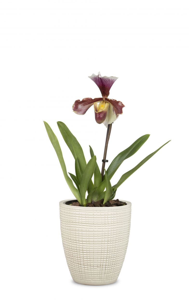 Scheurich Orchideentopf Serie 667 creme Ø 15 cm GLO692357112