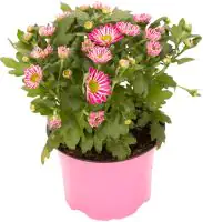 Chrysantheme Swifty H ca 20 cm 10,5 cm Topf