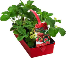 Fragaria x ananassa Elan-Erdbeere 6er Tray 9 cm 