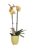 Phalaenopsis Orchidee im Keramiktopf mit Osternhase 12 cm 