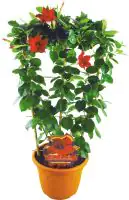 Dipladenie Sundaville am Spalier H ca 60 cm  17 cm Topf