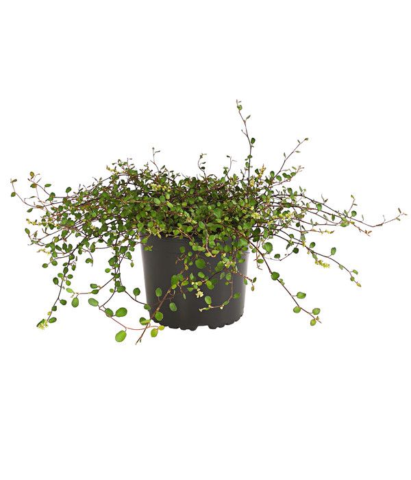 Pflanzen Drahtstrauch Mühlenbeckia 13 cm Topf GLO684704298