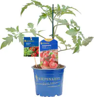 Gemüsepflanze veredelte Sorten Tomate 12 cm Topf