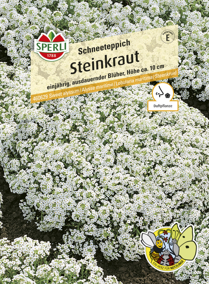 Sperli Steinkraut Schneeteppich GLO693108118