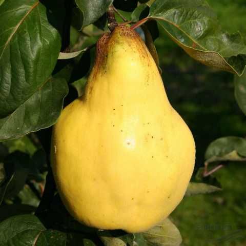 Pflanzen Birnenquittenbaum 7,5 L Container GLO684801406