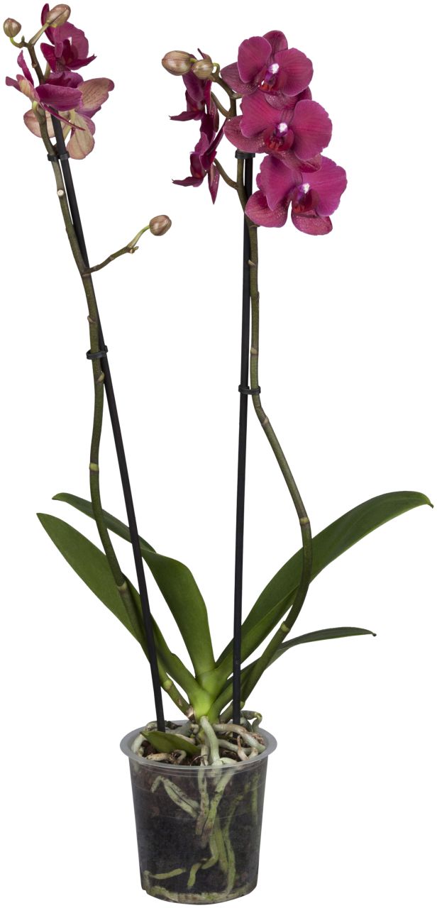 Pflanzen Schmetterlingsorchidee Phalaenopsis rot 2-Trieber H ca. 55 cm 12 cm Topf GLO685204161