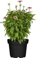 Purpur Sonnenhut Echinacea 23 cm Topf