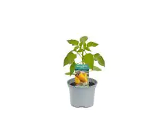 Snackpaprika Sweet Bite Yellow H ca. 40 cm 10,5 cm Topf