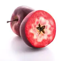 Apfelbäume in Sondersorten Vampira Apfelbaum - 10 L Container