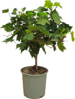Vitis Vinifera Weinrebe 20 cm Topf 