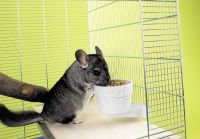 Savic Futternapf Crock 300 ml