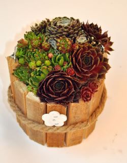 Pflanzen Arragement Hauswurz Sempervivum 13 cm Holzfass GLO684852943