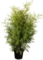 Lebensbaum Brabant Thuja occidentalis H 40 - 60 cm 2 L Container