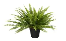 Schwertfarn Nephrolepis exaltata Green Lady H ca. 60 cm 17 cm Topf