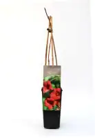 B&L Trompetenblume 40-60 cm hoch 2 L Eckcontainer, Kletterpflanze, rote Blüte