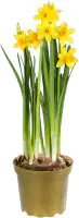 Premium Zwiebelpflanzen Osterglocke Narzisse 10 cm Topf, ca. 13 cm hoch