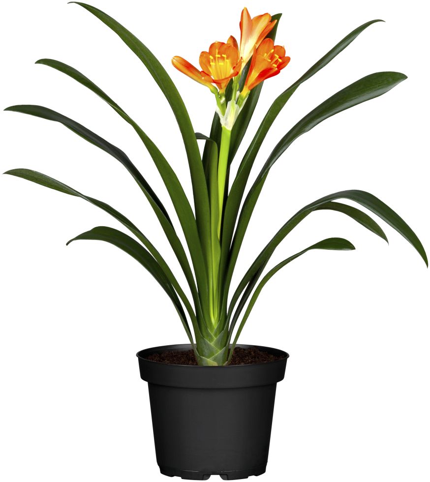 Klivie Clivia H ca. 60 cm 13 cm Topf kaufen Globus Baumarkt