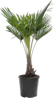 Chinesische Hanfpalme 30 cm Topf, ca. 125-140 cm hoch