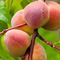 Pfirsichbaum Roter Ellerstädter 7,5 L Container