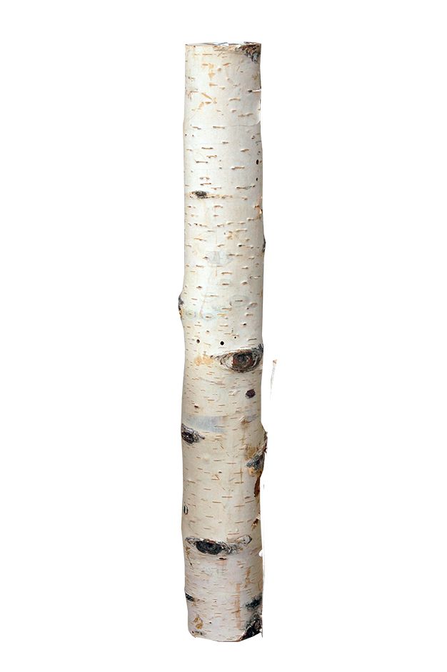 iWerk Birkenholzsticks 100% Natur 40 cm GLO660353182