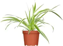 Grünlilie Chlorophytum H 25 cm 12 cm Topf