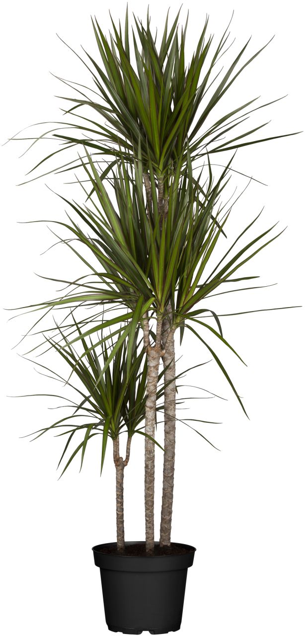 Grünpflanzen-Mix H ca. 125 cm 24 cm Topf GLO685104262